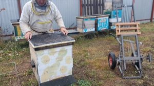 Объединение пчелиных семей в зиму