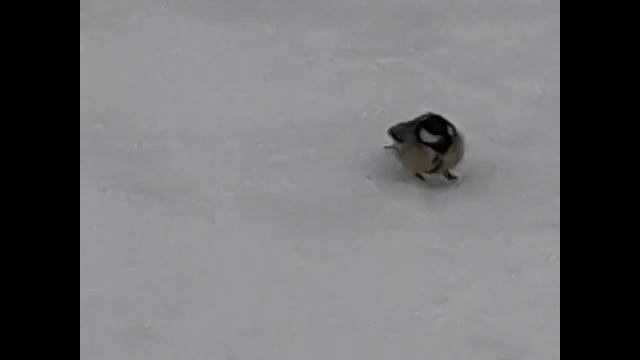 КОМЕДИЯ РОК Сантименты!)) смотреть онлайн