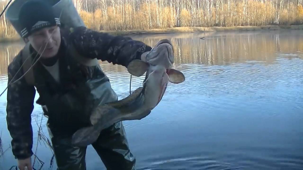 Ловля Налима в октябре! Проверка закидушек (тычек). смотреть онлайн