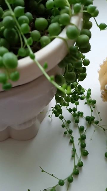 Крестовник Роули смотреть онлайн