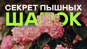 7 Ошибок Из-за Которых Гортензия Не цветёт! От Обрезки До Подкормок