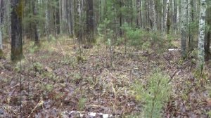 НА ОХОТЕ В ПОИСКАХ ЛОСЯ #2 / Охота с лайками.