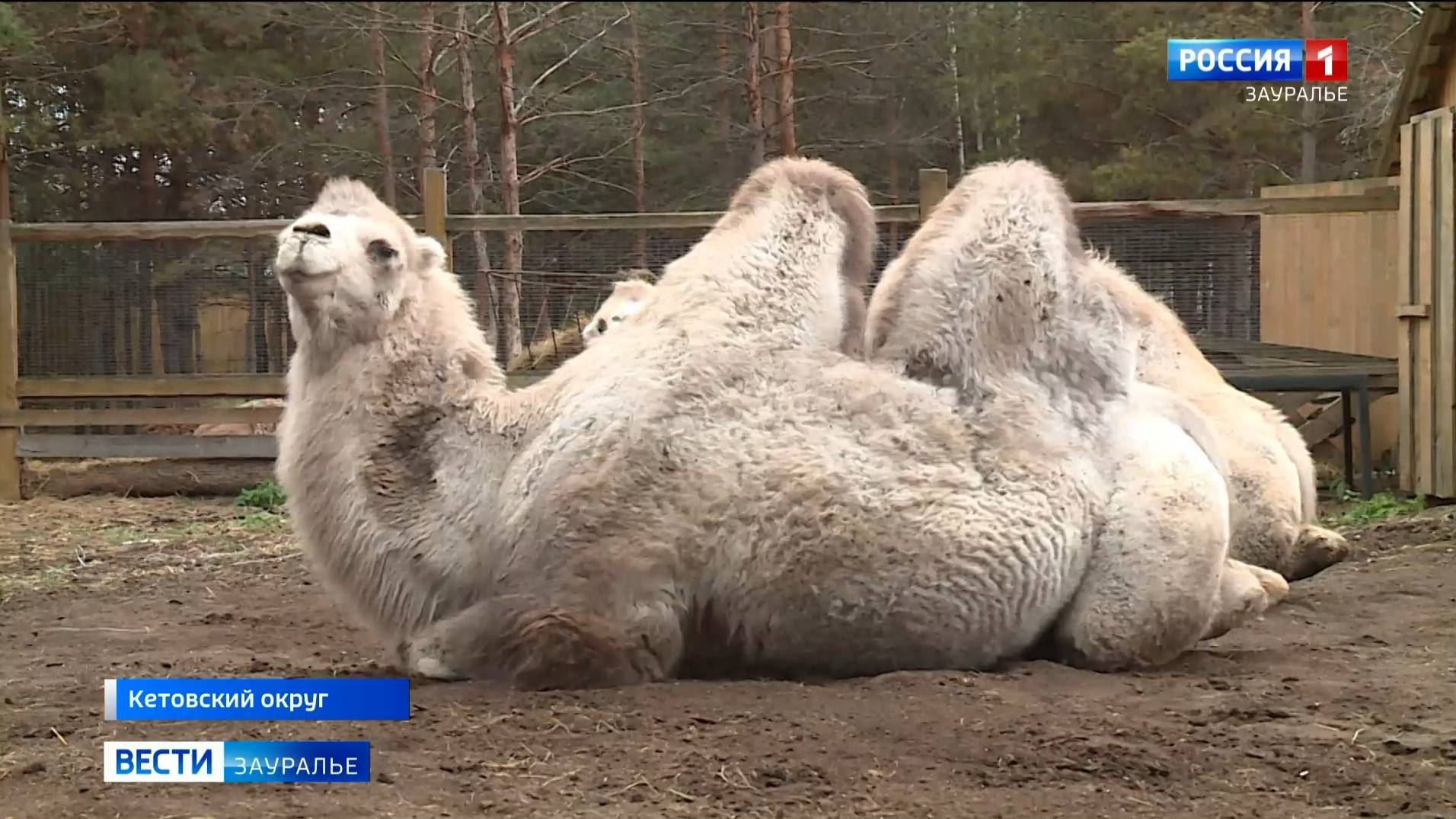 На зооферме в Кетовском округе готовятся к смене сезона смотреть онлайн