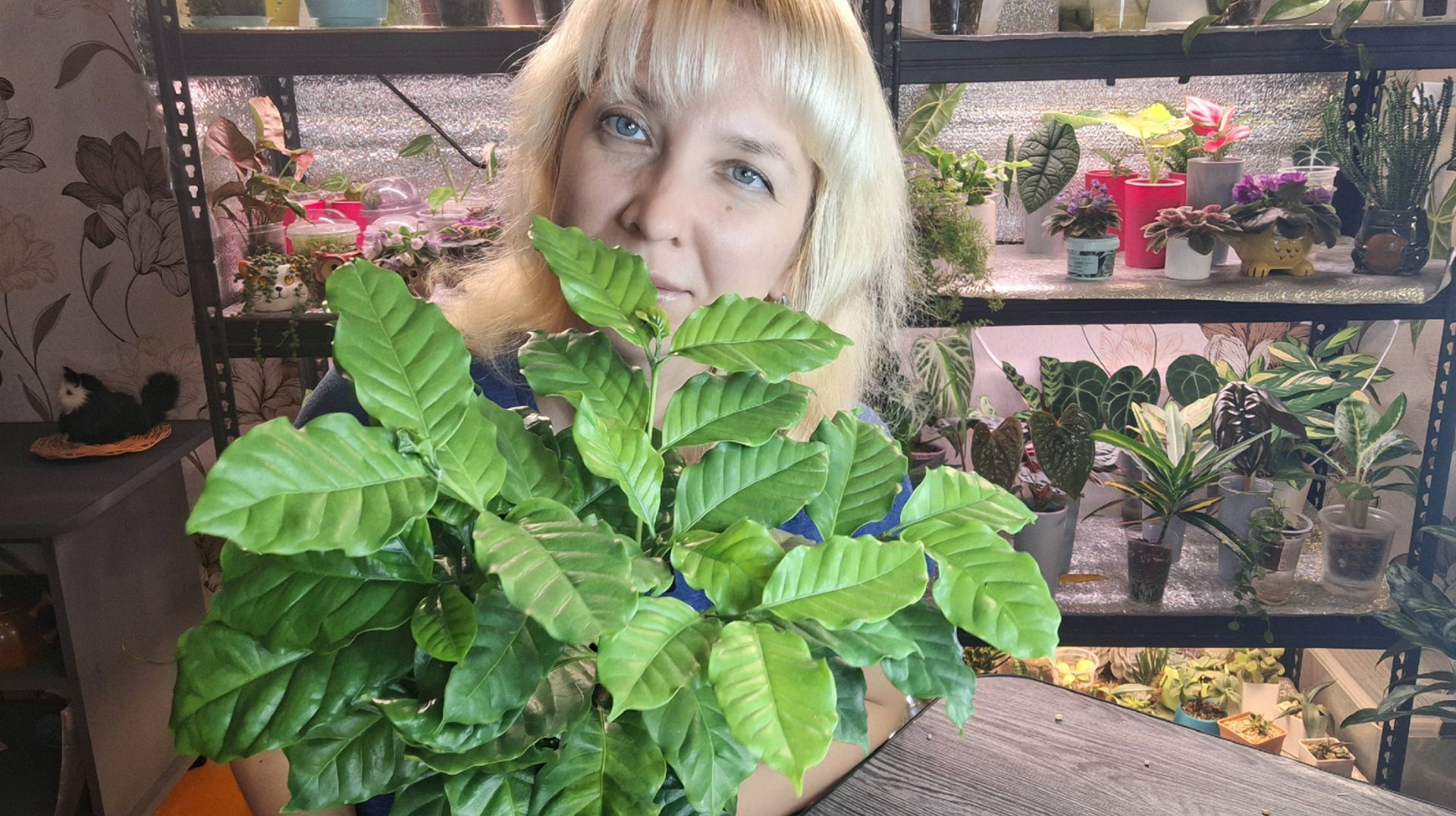 Пересадка кофейного дерева и уход за ним смотреть онлайн