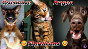 Самые смешные видео приколы|Юмор и Приколы.