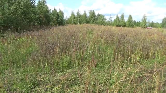 Подготовка земли под медовый конвейер. Дискование без вспашки. Было до. Стало после смотреть онлайн