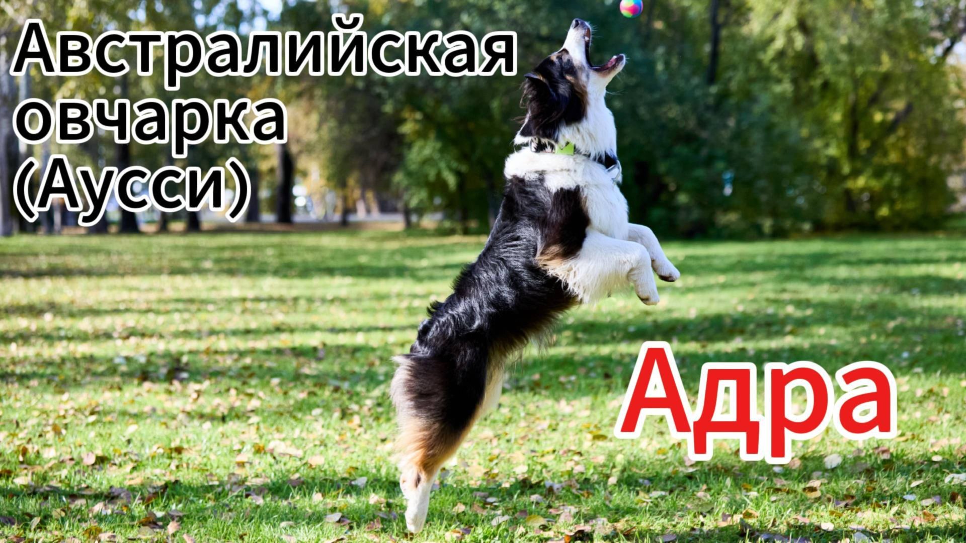 Австралийская овчарка (Аусси)