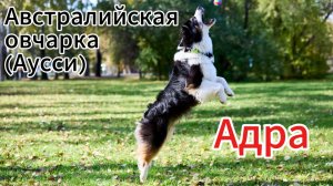 Австралийская овчарка (Аусси)