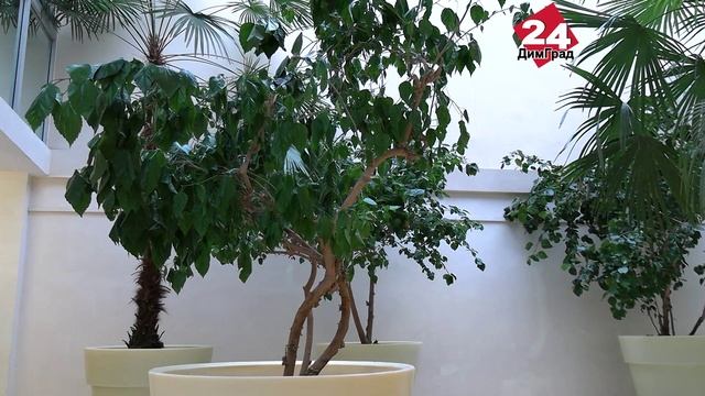 «Гимназический зимний сад» обновлен смотреть онлайн