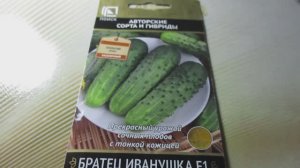 Обзор огурца «Братец Иванушка F1» («Поиск»): Урожайный гибрид для открытого грунта