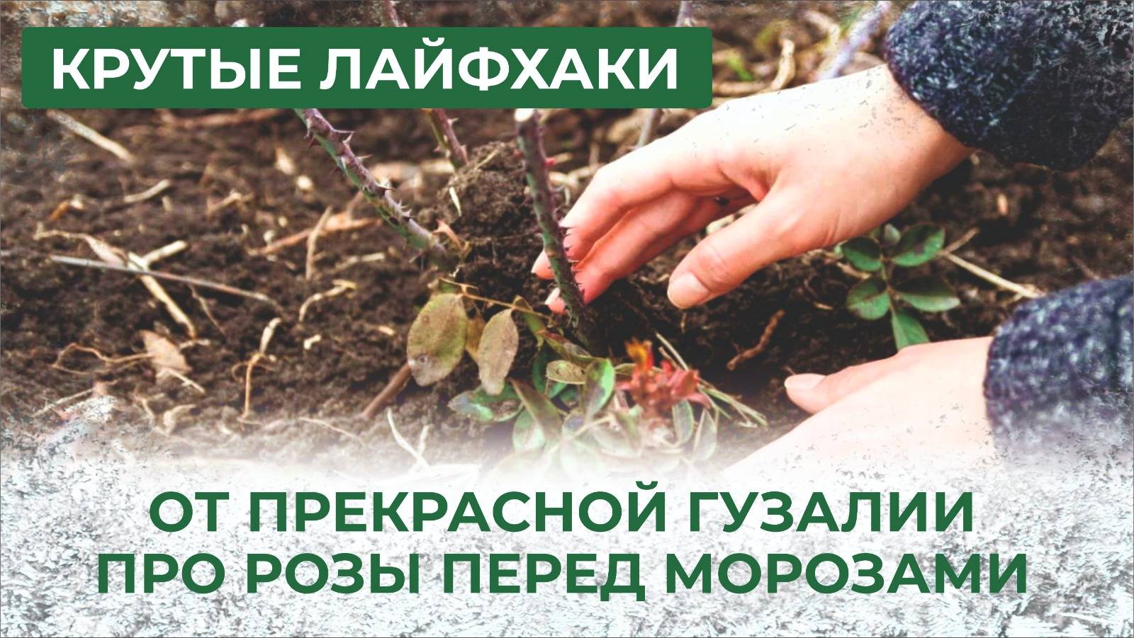 Розы, прекрасные и нежные, не любят морозов. Готовим к зимовке смотреть онлайн