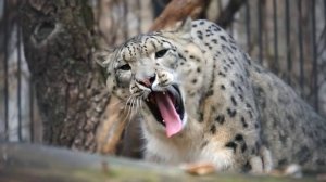 Снежный барс Саян хорошо поел, привел себя в порядок и отправился на лежанку.