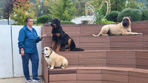 Выездные уроки. Работа со стаей. Интенсив.