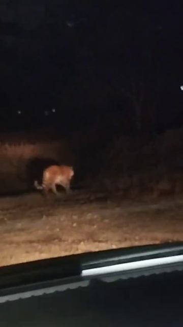 Тигр вышел к людям! Шокирующие кадры из поселка Дунай