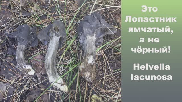 Это Лопастник ямчатый, а не чёрный! Helvella lacunosa. смотреть онлайн
