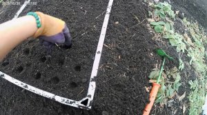 И снова посадка.Сажу  чесночные  бульбочки.