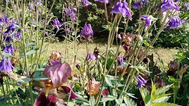 Аквилегия просто для настроения смотреть онлайн