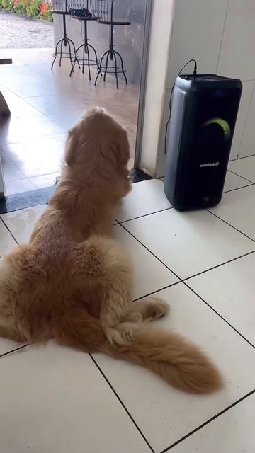 🐶🐩собаки тоже любят танцевать