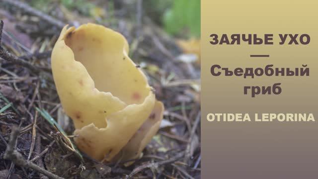 ЗАЯЧЬЕ УХО - Otidea leporina. Съедобный гриб! смотреть онлайн
