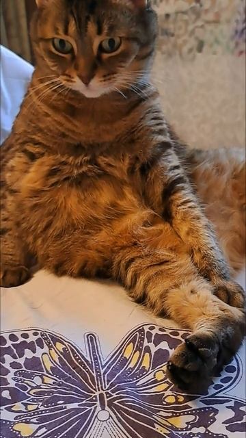 Кошка Лиза умывается!😍😍😍 смотреть онлайн