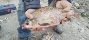 Окунь,Лещ,Карась Северский Донец осенью.Сварил ухи.Рыбалка продолжается уже 28 октября.