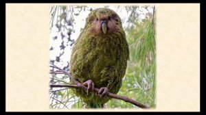 Интересный факт: "Ночной добряк"