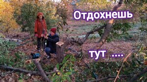 В такой хороший день сломала пилу и посадила ежевику. Туман - интересное явление.