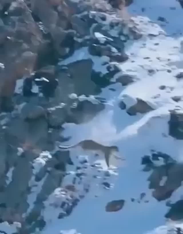 невероятная охота