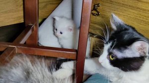 Мама-кошка наблюдает за игрой своих котят. Милое кошачье семейство. Белый котёнок.