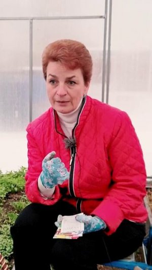 Какой выбрать укроп под зиму? Часть 1