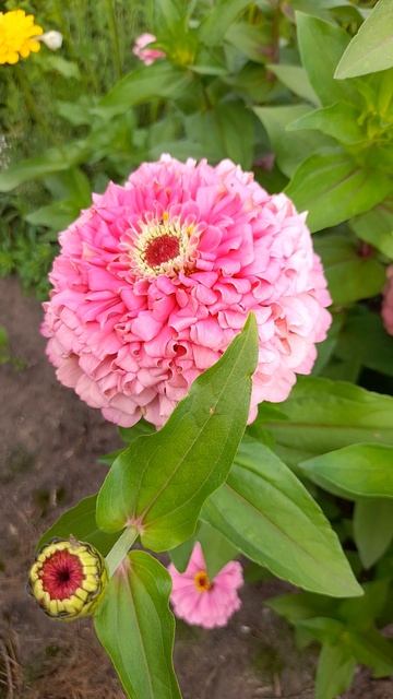 Цинния изящная крупноцветковая розовая. смотреть онлайн