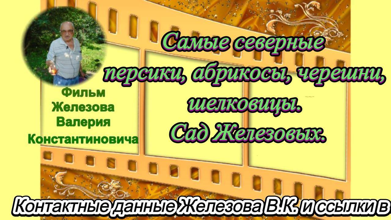 Самые северные персики, абрикосы, черешни, шелковицы. Сад Железовых. смотреть онлайн
