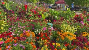 САДЫ США ПРЕКРАСНЫЕ САДЫ  ОСТРОВА МАКИНО. 2025