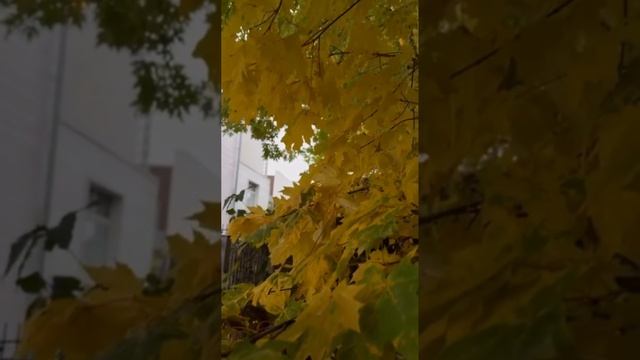 НУ, ВСЁ! КРАСОТА ОСЕНИ ВОШЛА В ЧАТ смотреть онлайн