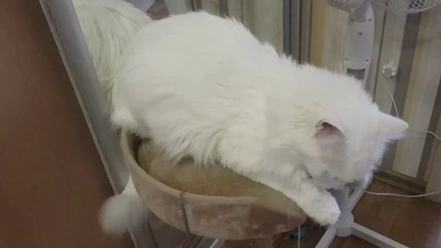 Леся и Сёма - Тушёнка любвеобильная смотреть онлайн