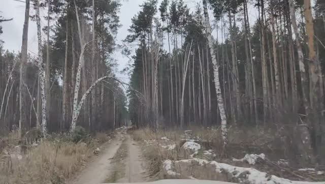 Прогулка по лесу поздней осенью