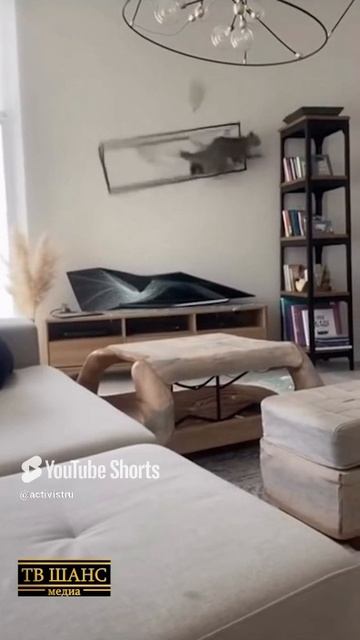 Неудача... #кошка #кот #киса #киска #воздушныйшарик #мебель #погром #шар #котяра #квартира #невезуха смотреть онлайн