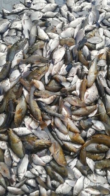 Шикарный улов!!!