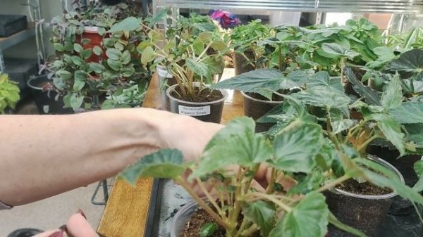 БЕГОНИИ . Как НАРАСТИТЬ пышный куст. Прищипка. Лучший ГРУНТ для бегоний. Схема ПОДКОРМОК.