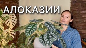 Обзор растений | Размещение, освещение, грунт, уход | 21 сорт | Алоказия