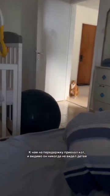 Котомания смотреть онлайн