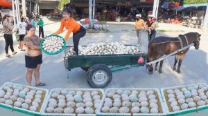 Собрала 1000 утиных яиц, чтобы продать их на деревенском рынке. Ли Тьеу