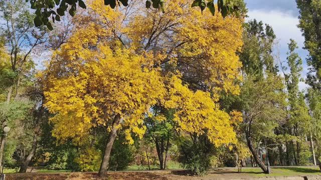 Осень в городском саду смотреть онлайн