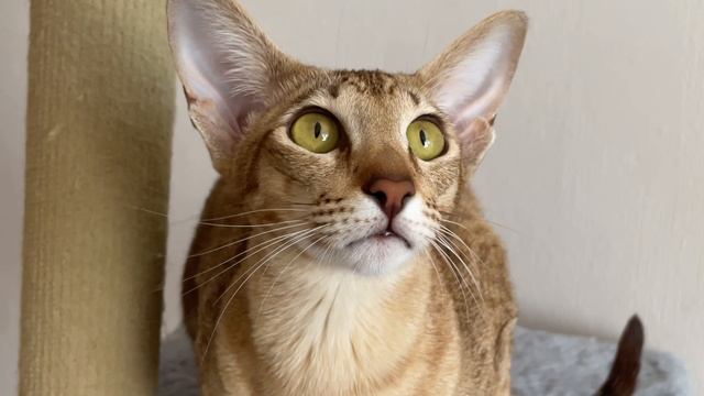 БИС ЛЕОНА САИНТ КЭТ