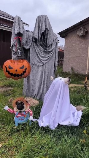 Хэллоуимпортозамещение