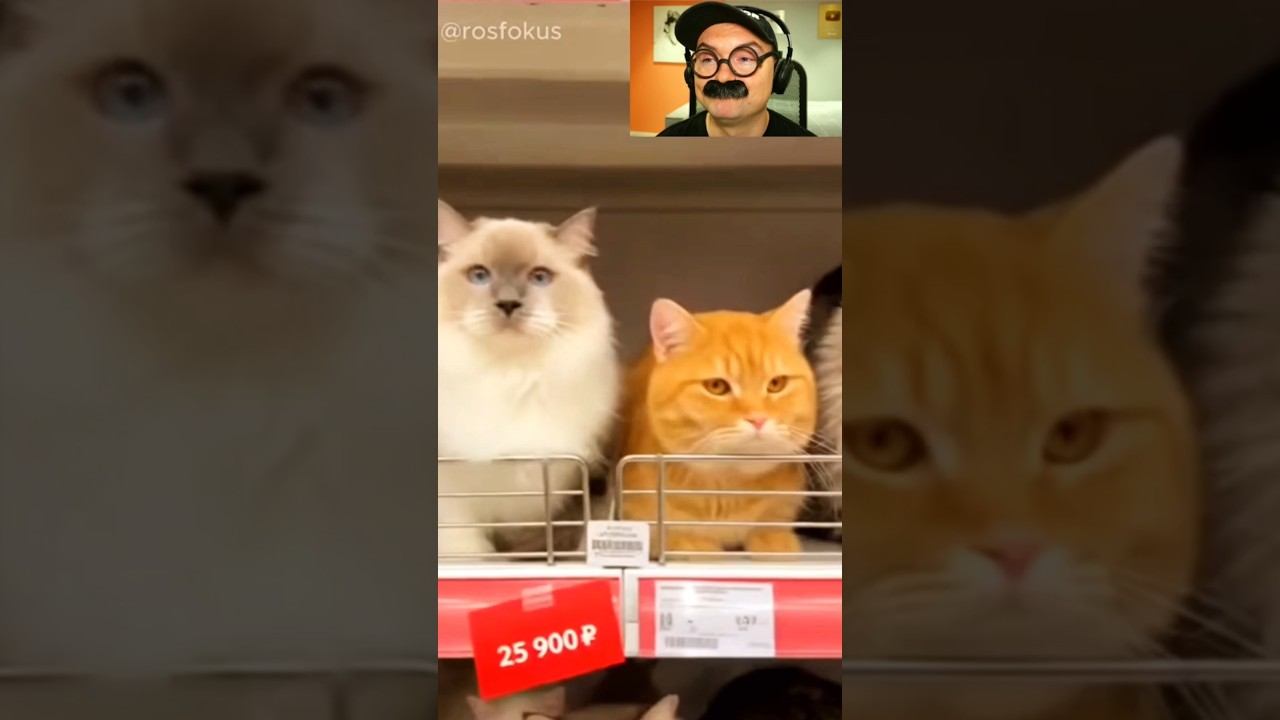 Гипермаркет Кошан смотреть онлайн