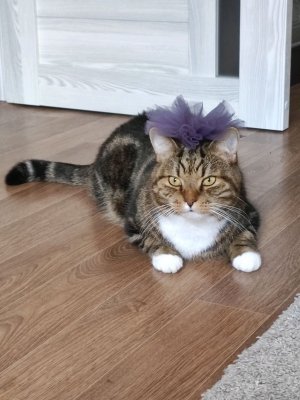 Распорка бумажных коллекций