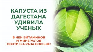 Дагестан, горы, капуста! Как вырастить красивую и суперполезную капусту в горах?