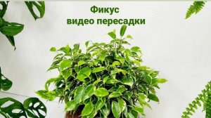 Пересадка фикусов в мох сфагнум фускум.