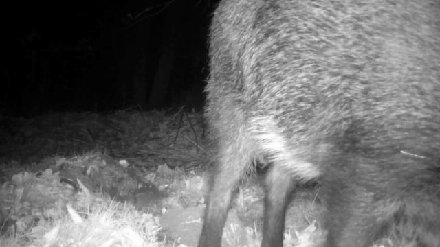 Фото ловушка кабанчики смотреть онлайн